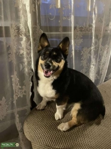 Looking to breed my female Corgi Listing Image