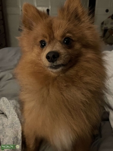 Pomeranian Stud Listing Image
