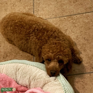Stud poodle Listing Image