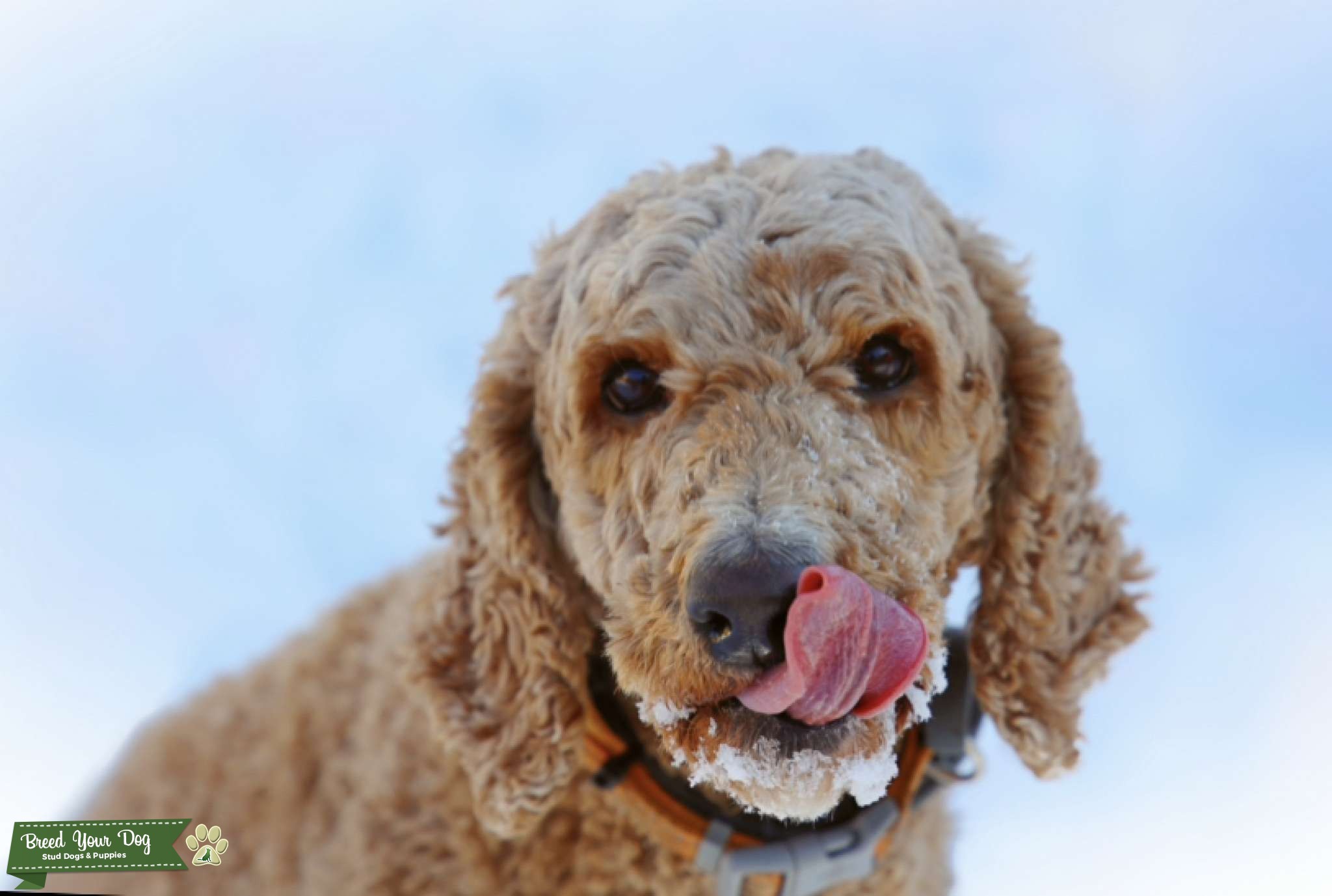 Standard Poodle Stud Dog in Rhode Island , United States Breed Your Dog