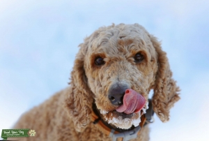 Standard Poodle  Listing Image