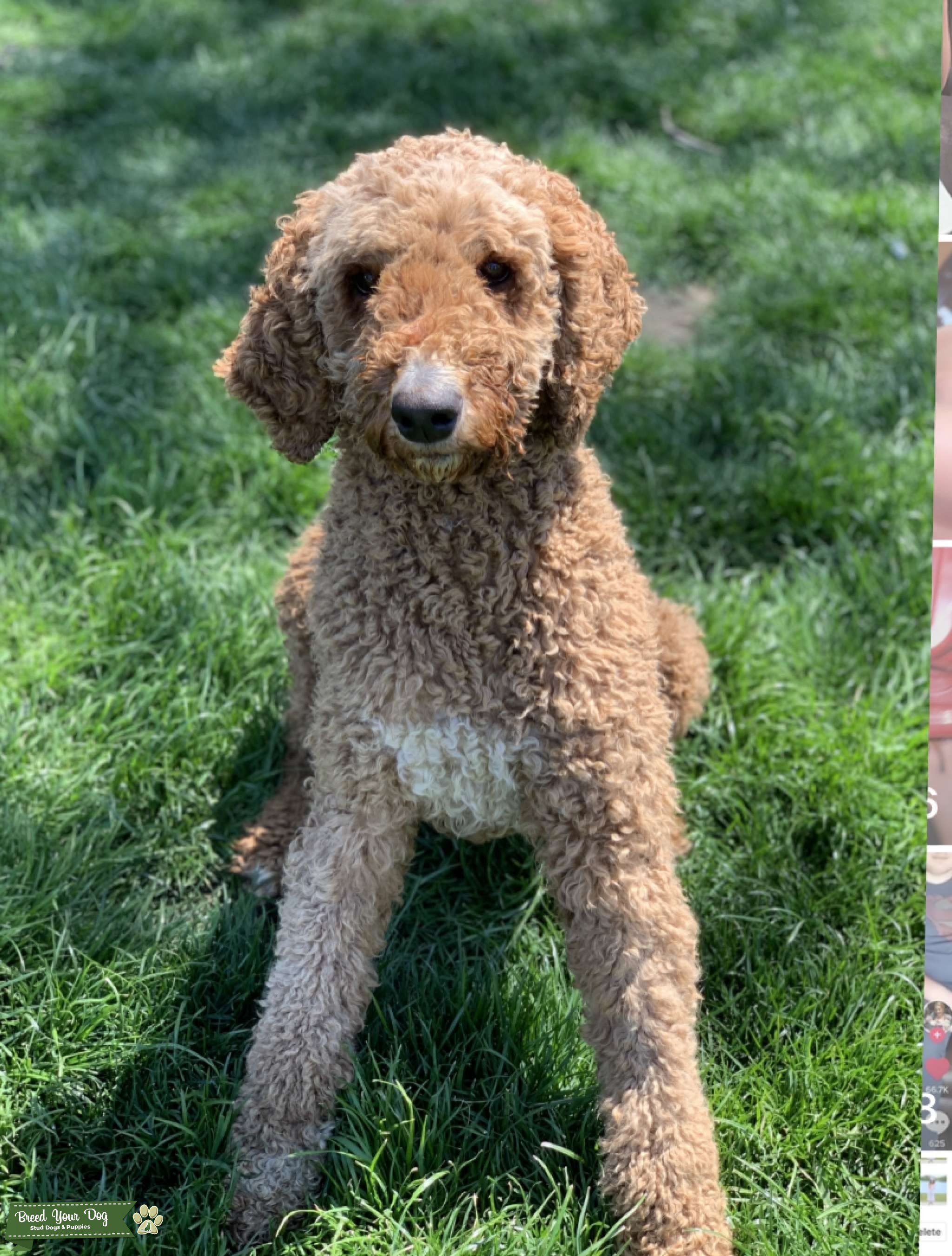 Standard Poodle Stud Dog in Rhode Island , United States Breed Your Dog