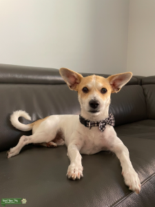 Jack Russell Terrier Male Listing Image