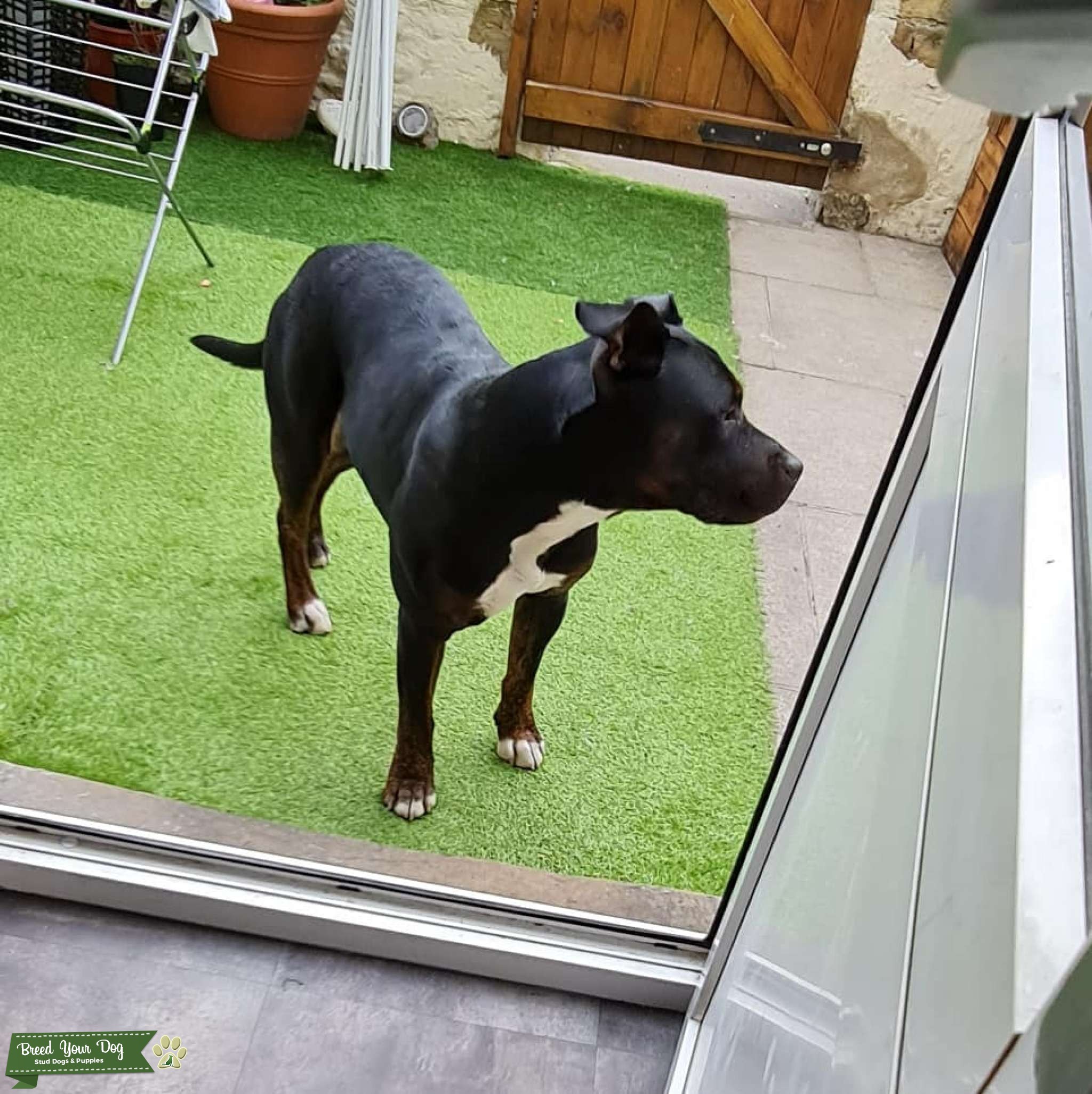 Staffordshire Bull Terrier X Rottweiler Stud Dog in North Yorkshire , the United States