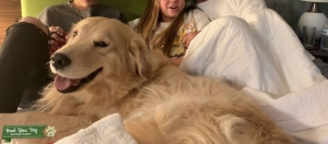 Light Yellow Golden Retriever, 4 Years Old, Most beautiful Golden Listing Image
