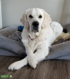 Teddy the Golden (English Cream) Listing Image