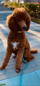 Proven AKC Red Stud Poodle Listing Image