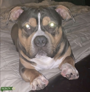 Blue tri bully Listing Image