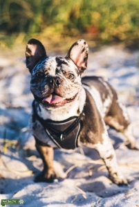 merle frenchie looking for female Listing Image