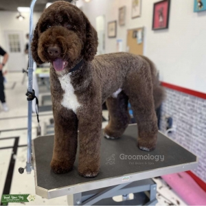 Chocolate Labradoodle for stud  Listing Image