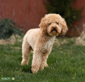 Red miniature poodle 9lbs Listing Image