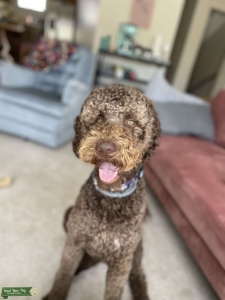Chocolate Labradoodle  Listing Image