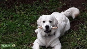 Perfect English Cream Golden Retriever  Listing Image