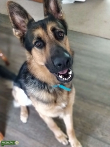 Black and tan German shepherd  Listing Image
