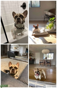 Masked Pied Fawn French Bulldog - Frenchie Stud Listing Image
