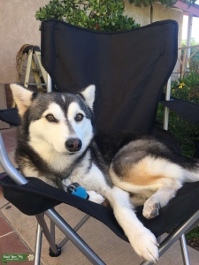 Miniature Husky bitch Listing Image