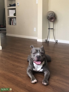Male Pitbull Stud Listing Image