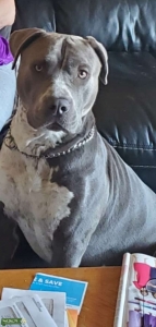 5x REGISTERED XL American bully stud  Listing Image