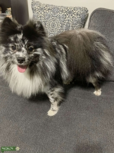 Gunter BLUE MERLE POMERANIAN  Listing Image