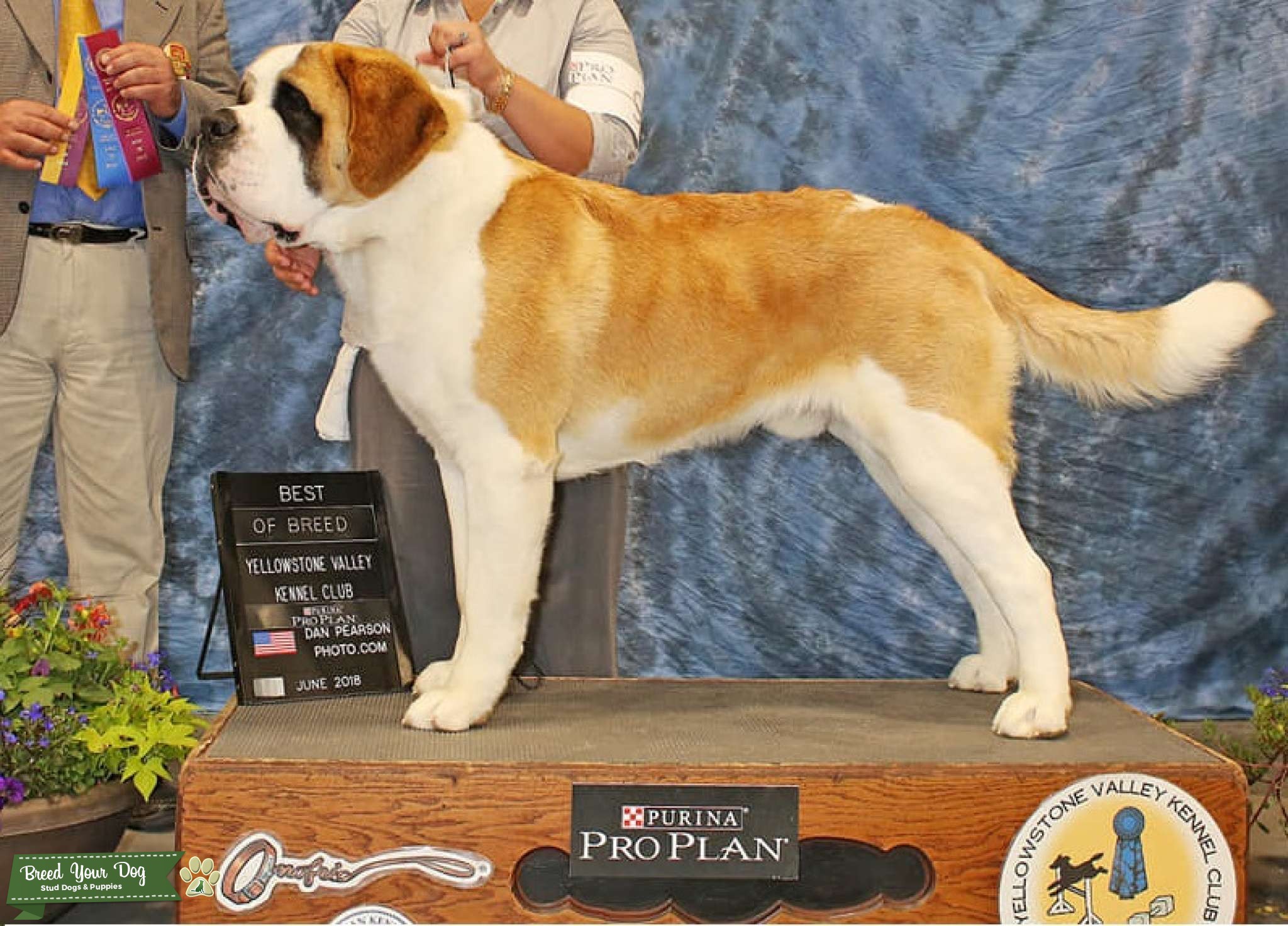 Smooth Coat Saint Bernard Stud Dog in Tennessee, the United States