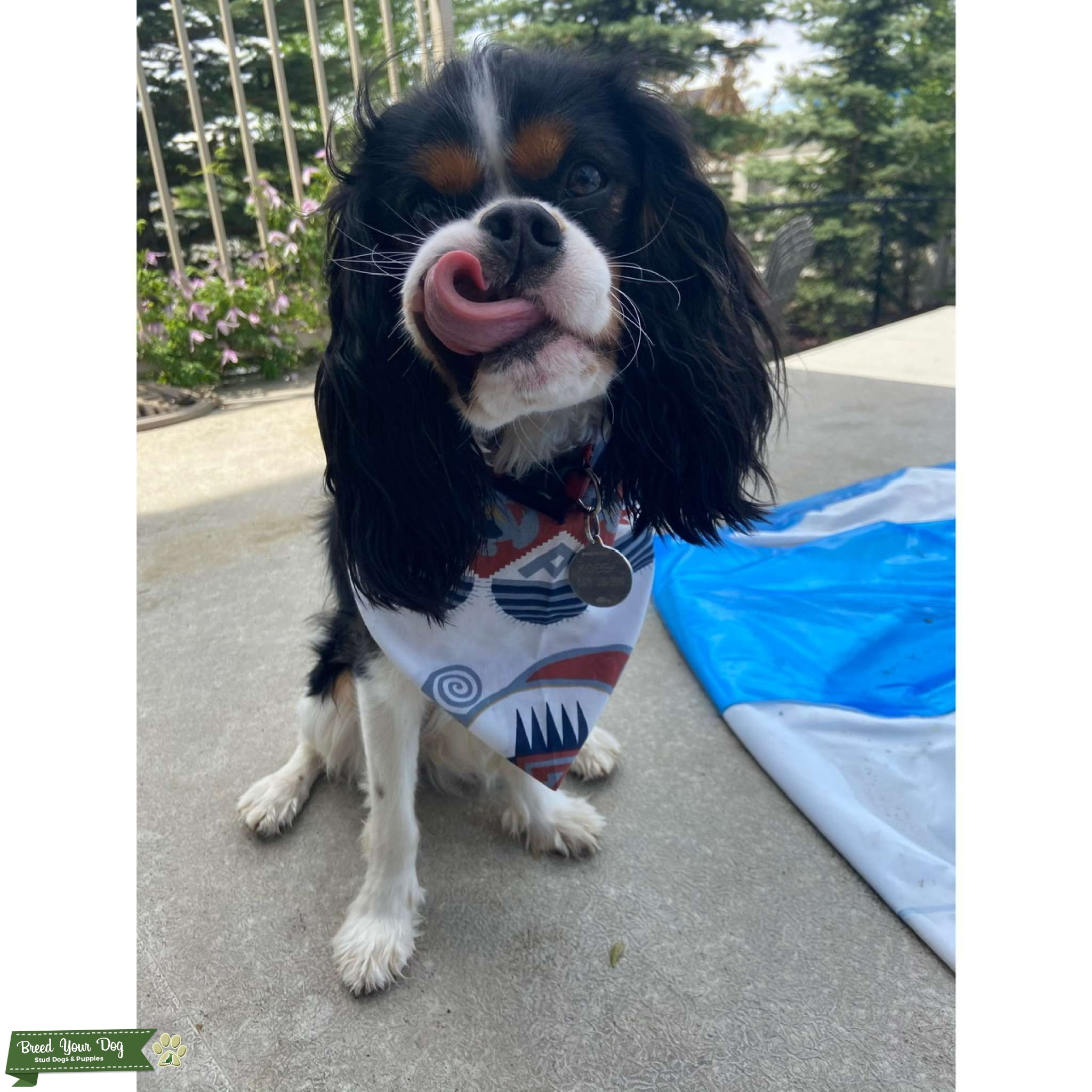 Tri colour Cavalier King Charles Spaniel Stud Dog in Calgary , United