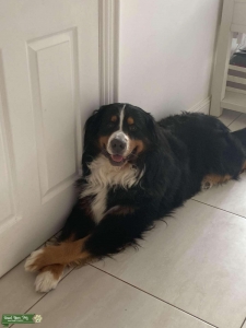 Bernese mountain stud (male) Listing Image