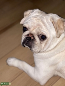 All white male pug (Stud) Listing Image