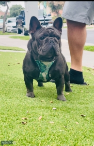 Blue AKC French Bulldog  Listing Image