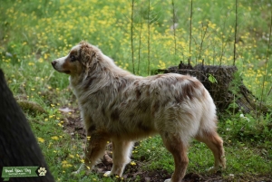 AKC Australian Shepherd  Listing Image