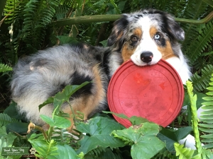 CKC Australian Shepherd  Listing Image