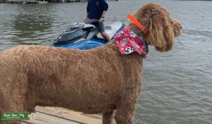 CKC Goldendoodle Listing Image