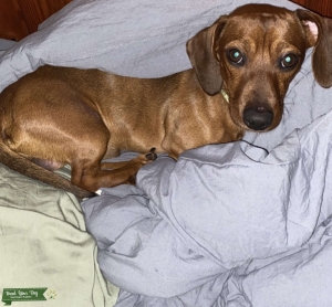 Mini Dachshund Listing Image