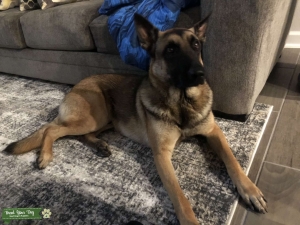 Beligan Malinois stud looking for mate Listing Image