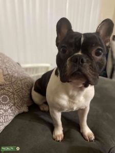 French Bulldog Stud Listing Image