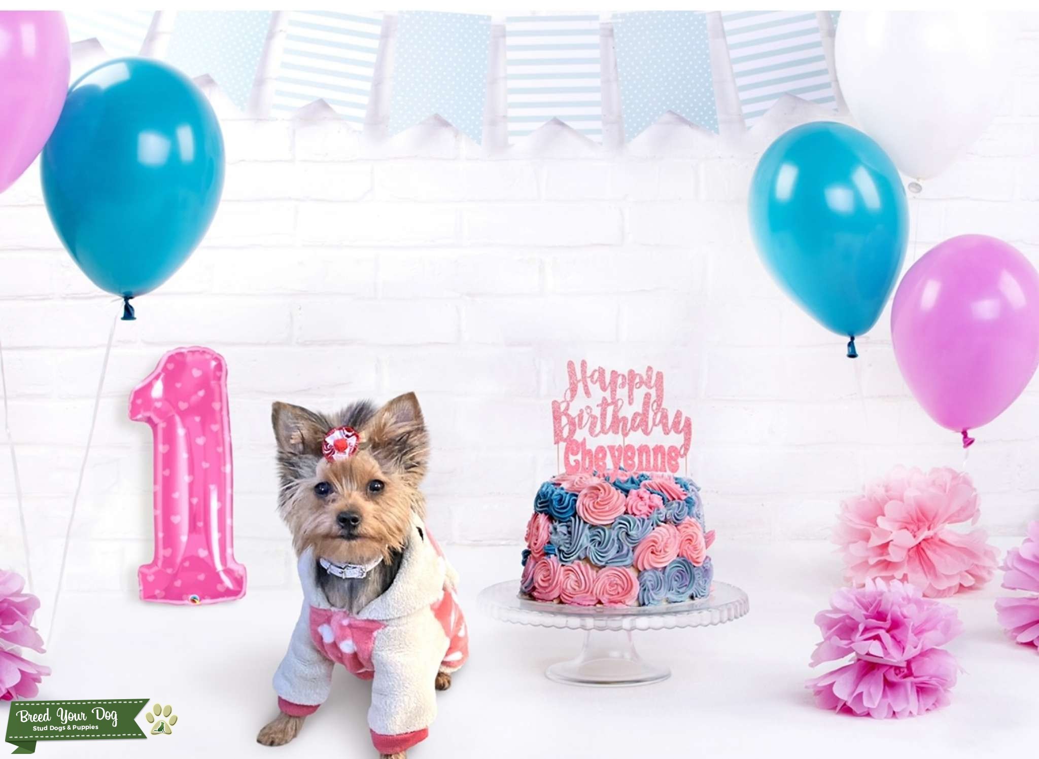 Looking for male Yorkie to mate with female Yorkie Stud Dog Scranton