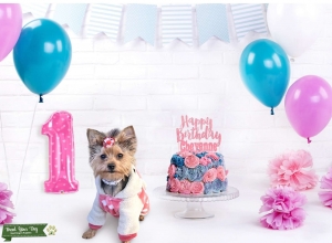 Looking for male Yorkie to mate with female Yorkie  Listing Image
