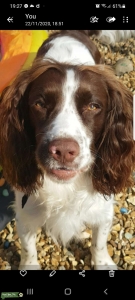 Sprocker spaniel to stud Listing Image