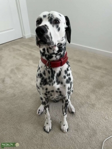 Male Dalmatian looking for a girlfriend. Listing Image
