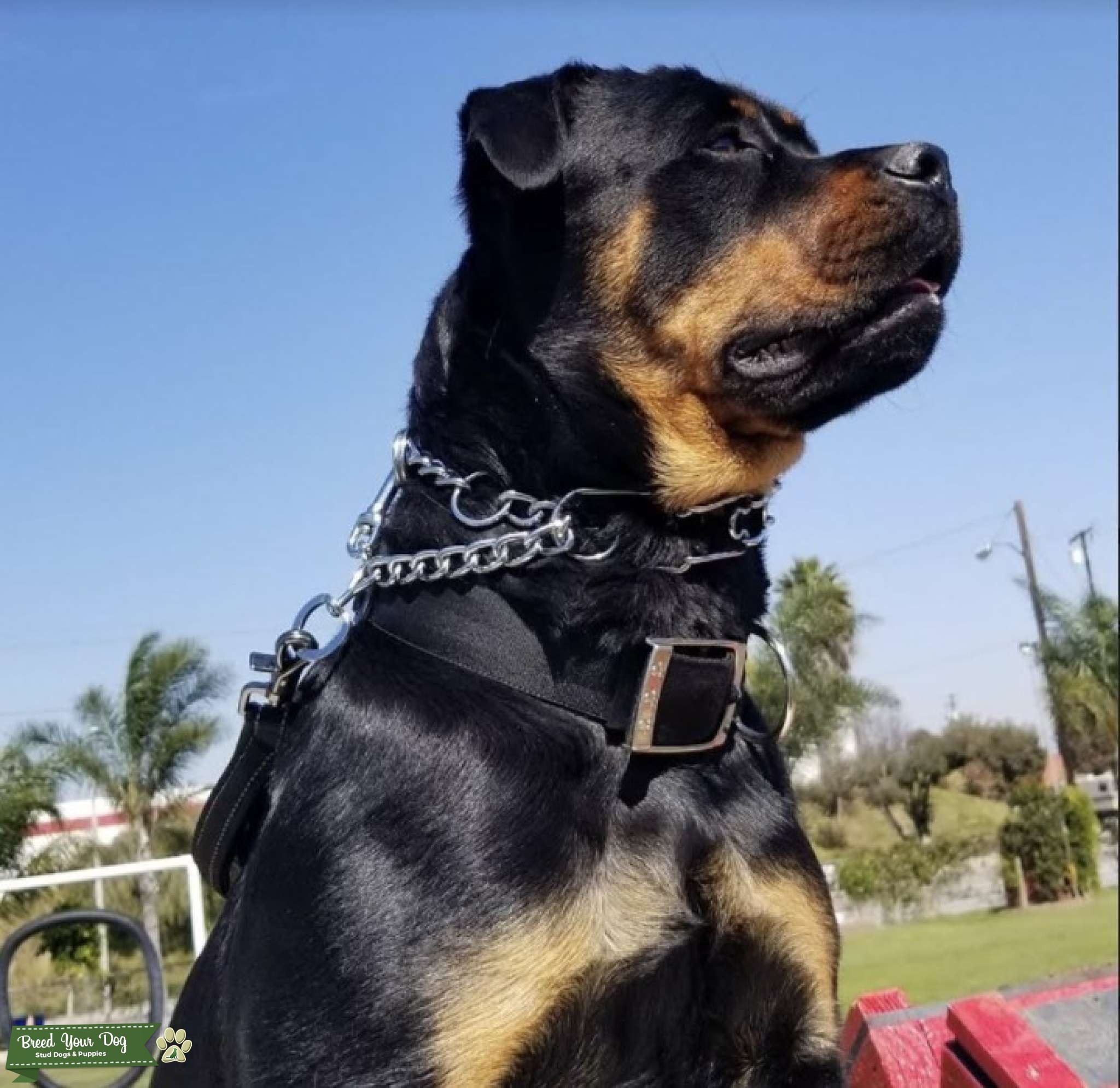 Female German Rottweiler looking for a stud Stud Dog in Los Angeles