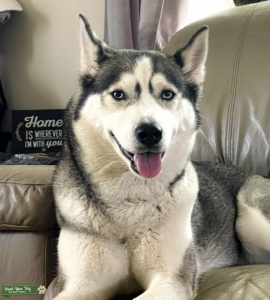 Beautiful Female Husky Listing Image