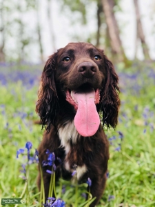 Working Sprocker Spaniel STUD Listing Image