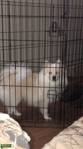 Pomeranian Stud Listing Image
