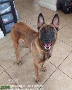 Iso male belgain malinois  Listing Image