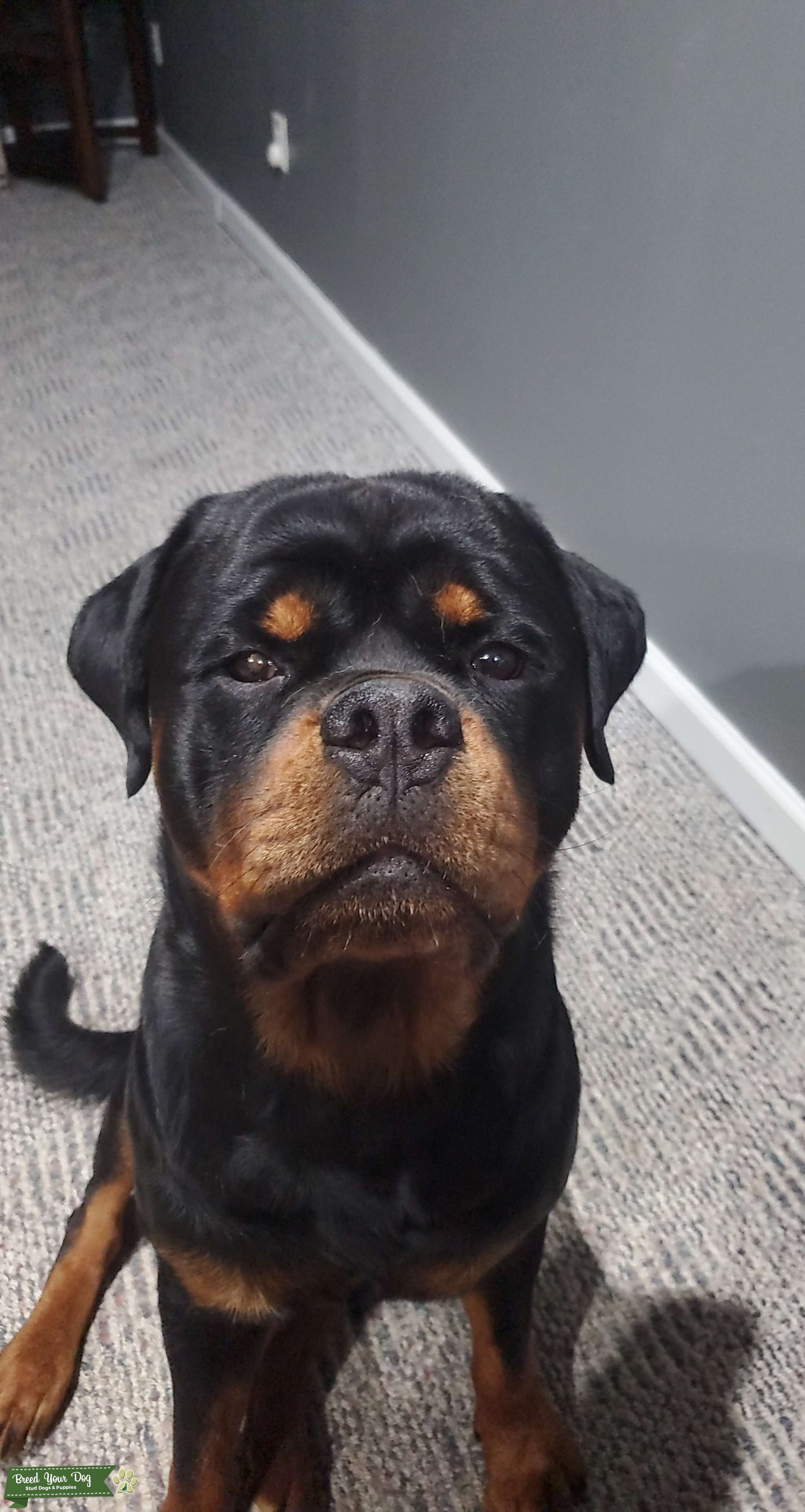 Male Rottweiler for Stud Stud Dog in Charlotte, North Carolina, the