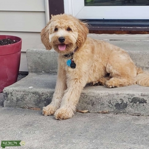Mini goldendoodle F1b Listing Image