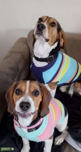 Tri color Listing Image