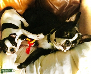 Boston Terrier Listing Image