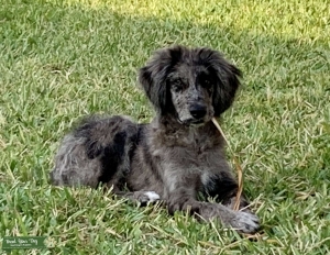 Aussiedoodle 7mo Listing Image
