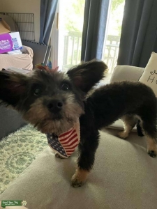 Dachshund/schnauzer Listing Image