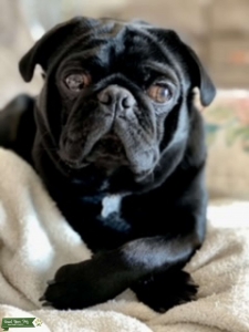 Black Pug Stud Listing Image